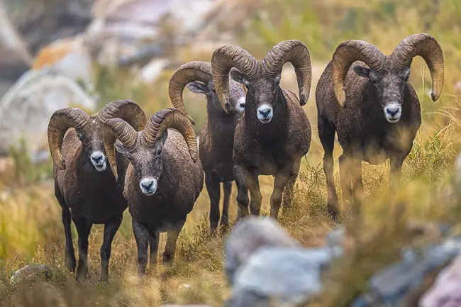Five Bighorn Sheep Rams  walking shoulder to shoulder 